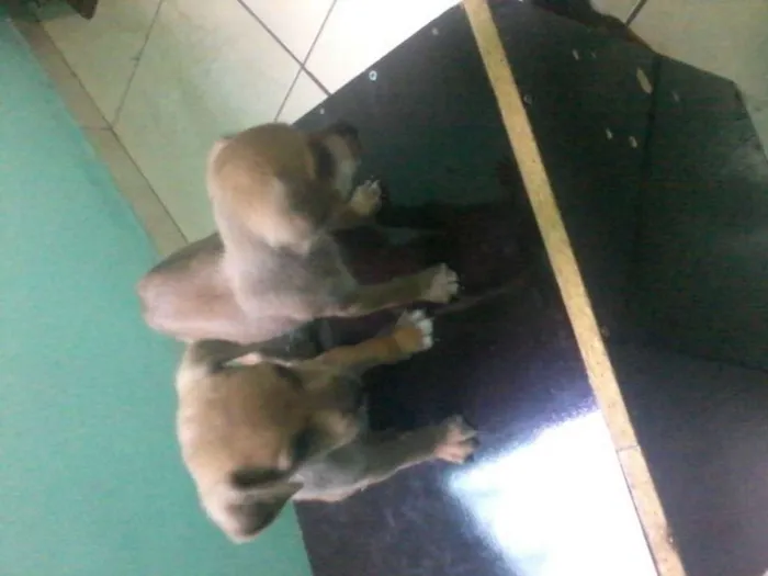 Cachorro raça indefinida idade 2 a 6 meses nome varios