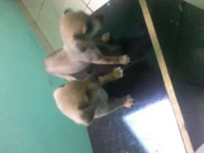 Cachorro raça indefinida idade 2 a 6 meses nome varios