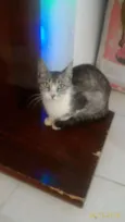 Não Tem