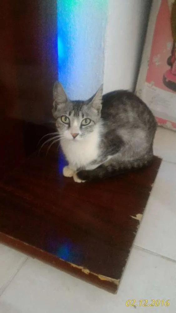 Gato ra a ..... idade 1 ano nome Não Tem
