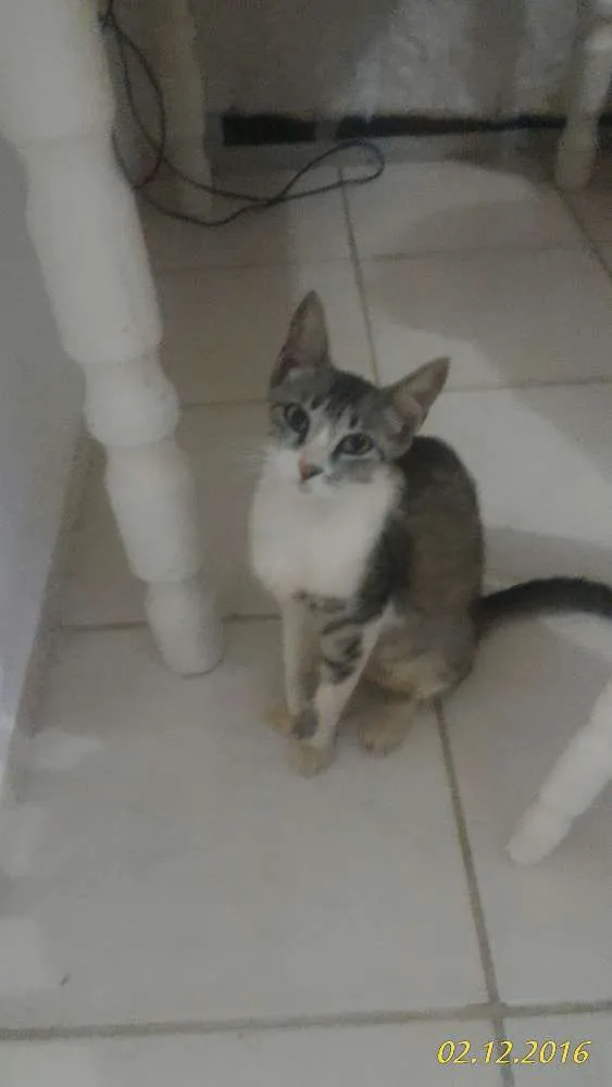 Gato ra a ..... idade 1 ano nome Não Tem