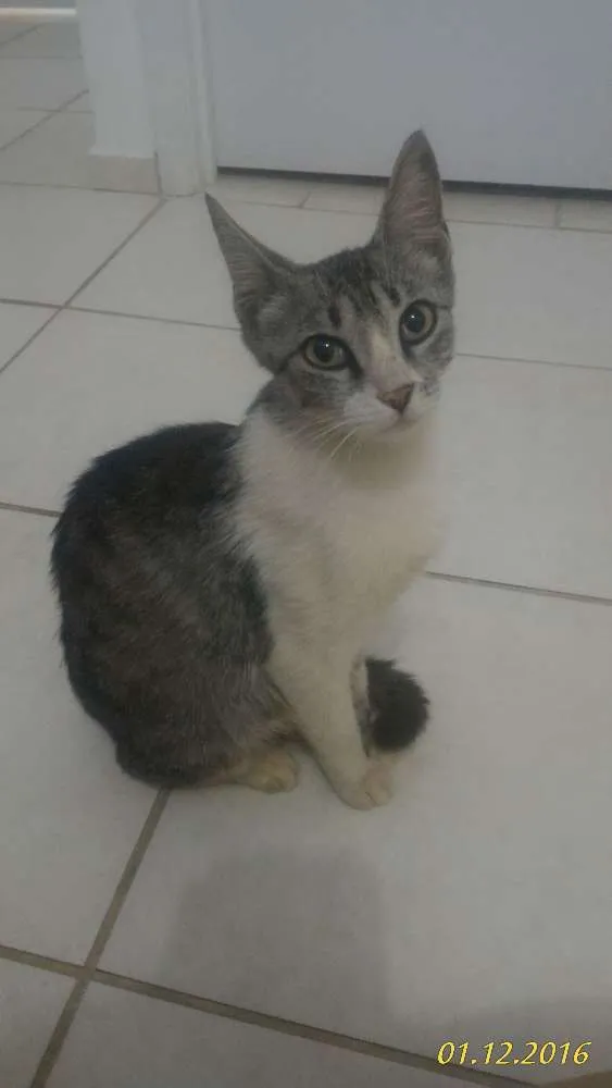 Gato ra a ..... idade 1 ano nome Não Tem