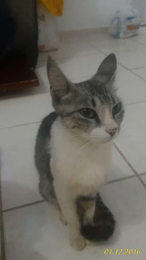 Gato ra a ..... idade 1 ano nome Não Tem