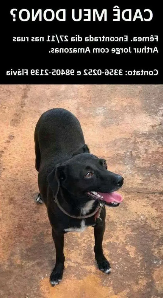 Cachorro ra a Srd idade 1 ano nome Pretinha