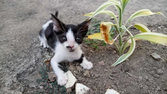 Gato ra a  idade 2 a 6 meses nome Princesa 