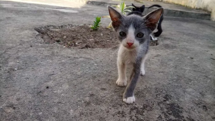 Gato ra a  idade 2 a 6 meses nome Clarinha