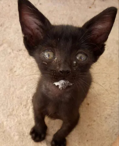 Gato raça  idade 2 a 6 meses nome Suzy