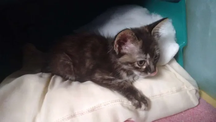 Gato raça Vira-lata idade Abaixo de 2 meses nome Não tem
