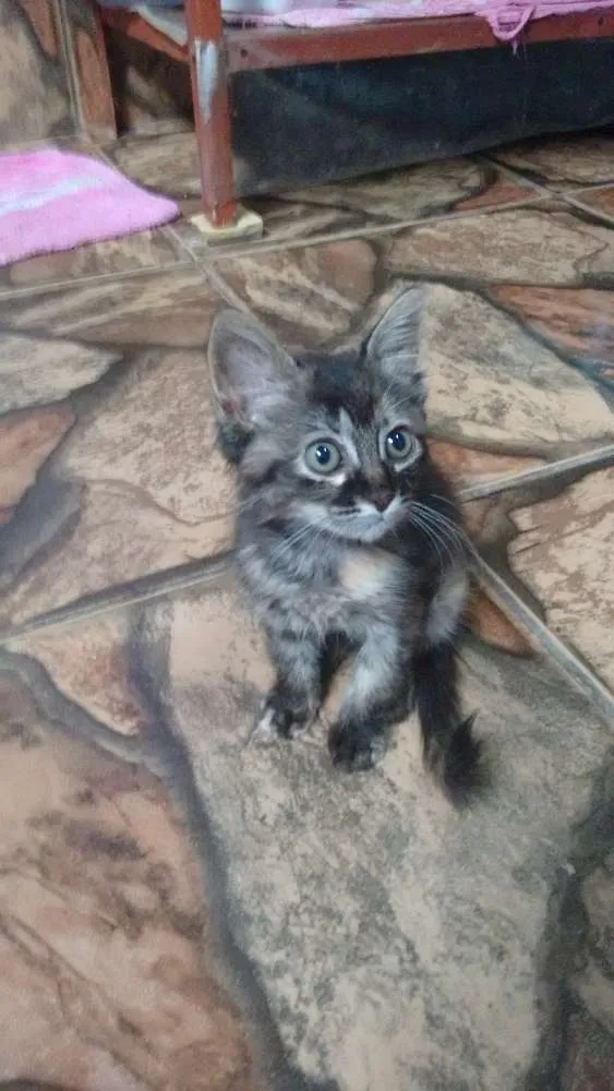 Gato raça Vira-lata idade Abaixo de 2 meses nome Não tem