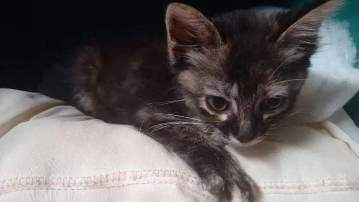 Gato raça Vira-lata idade Abaixo de 2 meses nome Não tem