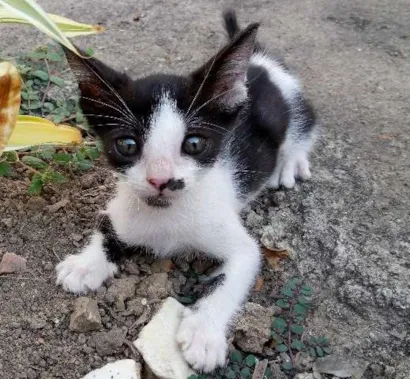 Gato raça  idade 2 a 6 meses nome Princesa 