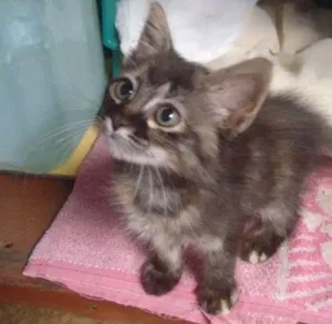 Gato raça Vira-lata idade Abaixo de 2 meses nome Não tem