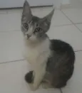 Não Tem