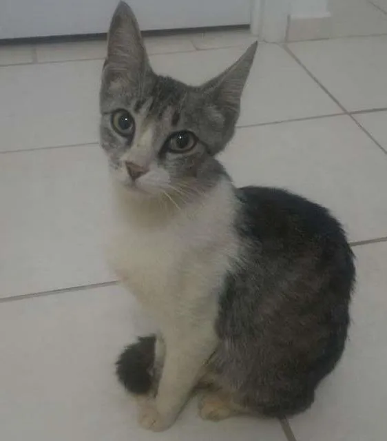 Gato ra a ..... idade 1 ano nome Não Tem