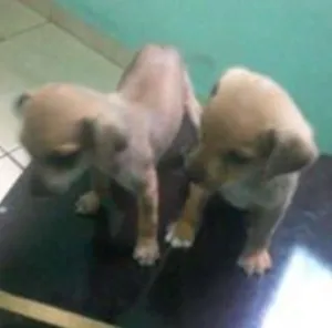 Cachorro raça indefinida idade 2 a 6 meses nome varios