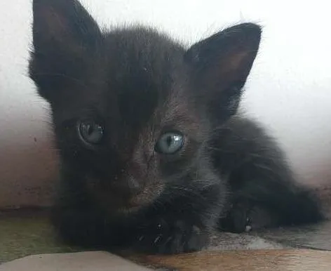 Gato ra a Bombaim idade Abaixo de 2 meses nome Guloso, mimado,e cor