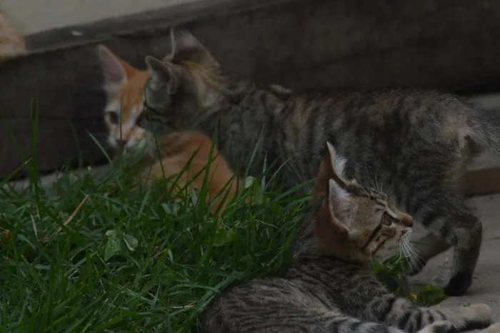 Gato raça  idade Abaixo de 2 meses nome Sem nome!