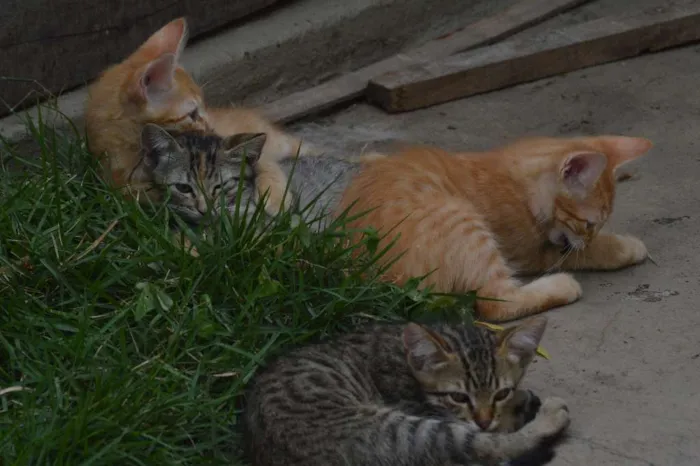 Gato raça  idade Abaixo de 2 meses nome Sem nome!