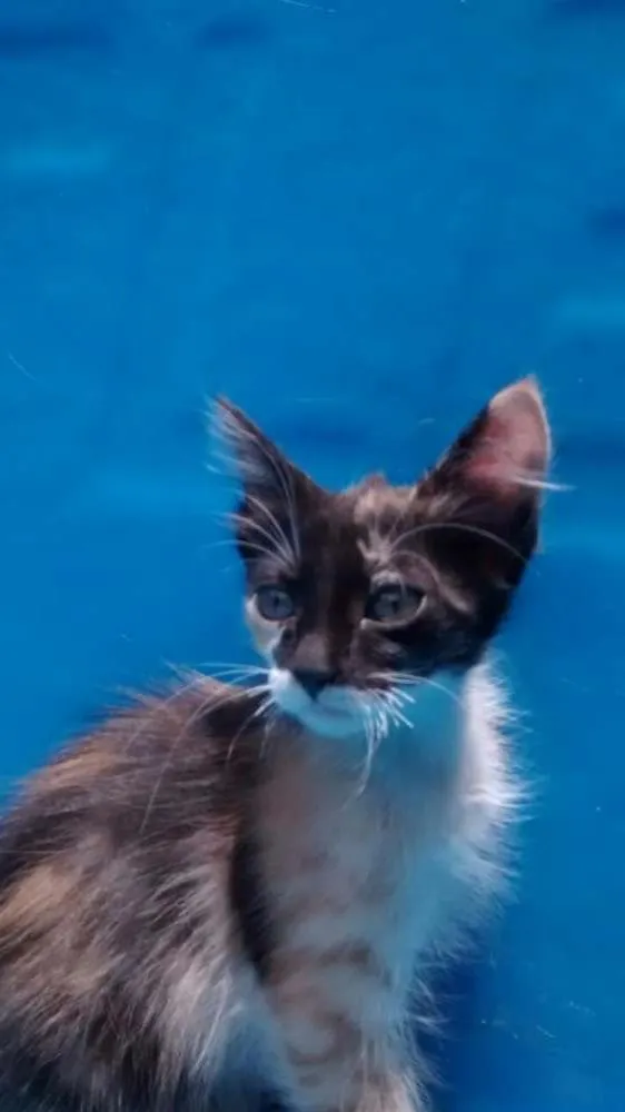 Gato ra a SDR idade 2 a 6 meses nome Cloé