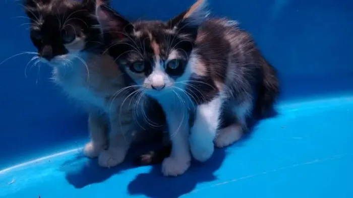 Gato ra a SDR idade 2 a 6 meses nome Cloé
