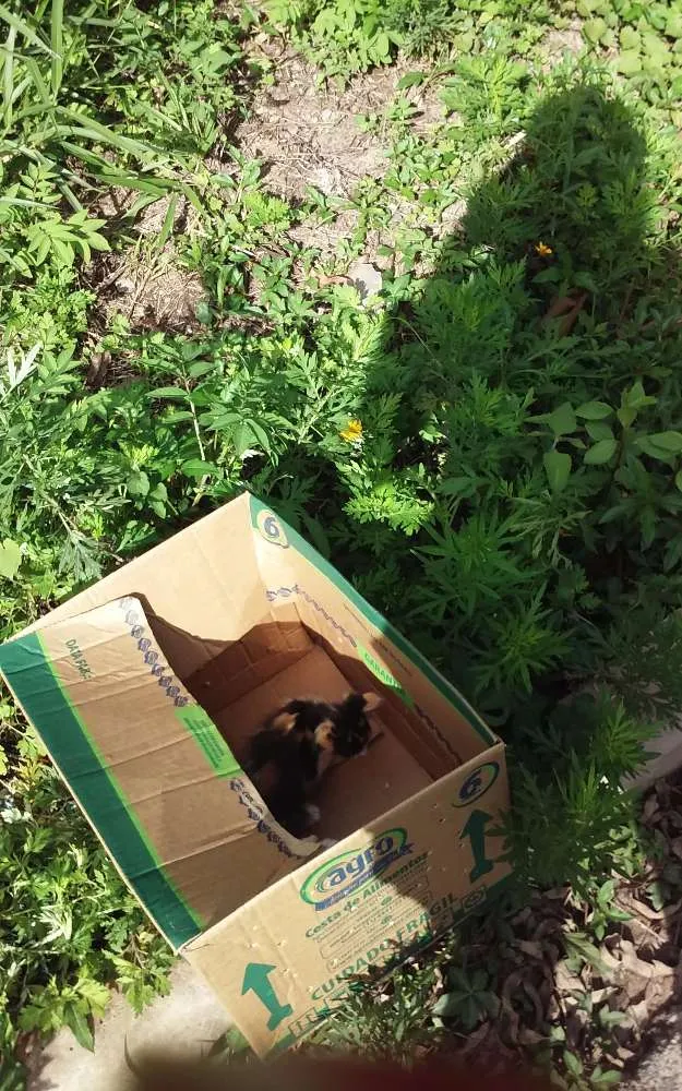 Gato ra a SDR idade 2 a 6 meses nome Cloé
