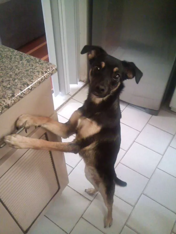 Cachorro ra a Fox Paulistinha com Comum idade 2 anos nome VIK