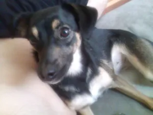 Cachorro raça Fox Paulistinha com Comum idade 2 anos nome VIK