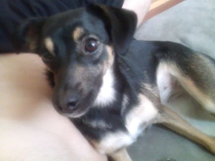 Cachorro ra a Fox Paulistinha com Comum idade 2 anos nome VIK