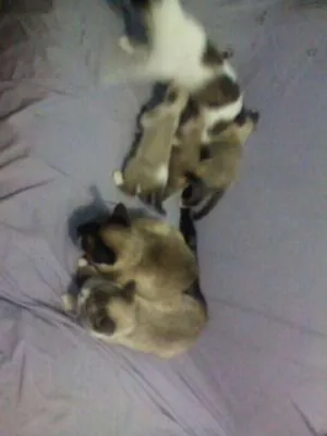 Gato raça Pluffy idade 2 anos nome Pricesa