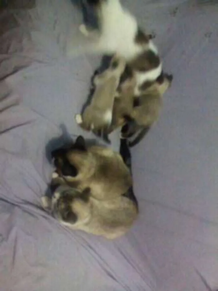 Gato ra a Pluffy idade 2 anos nome Pricesa
