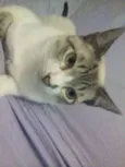 Pricesa