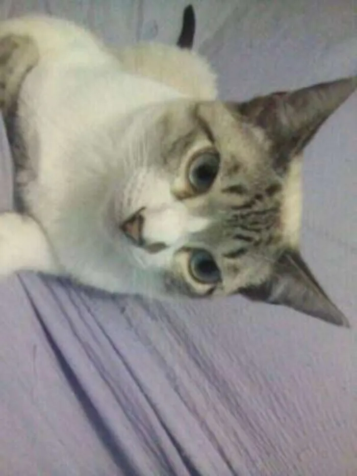 Gato ra a Pluffy idade 2 anos nome Pricesa