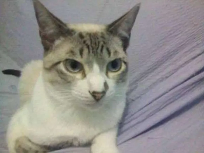 Gato ra a Pluffy idade 2 anos nome Pricesa