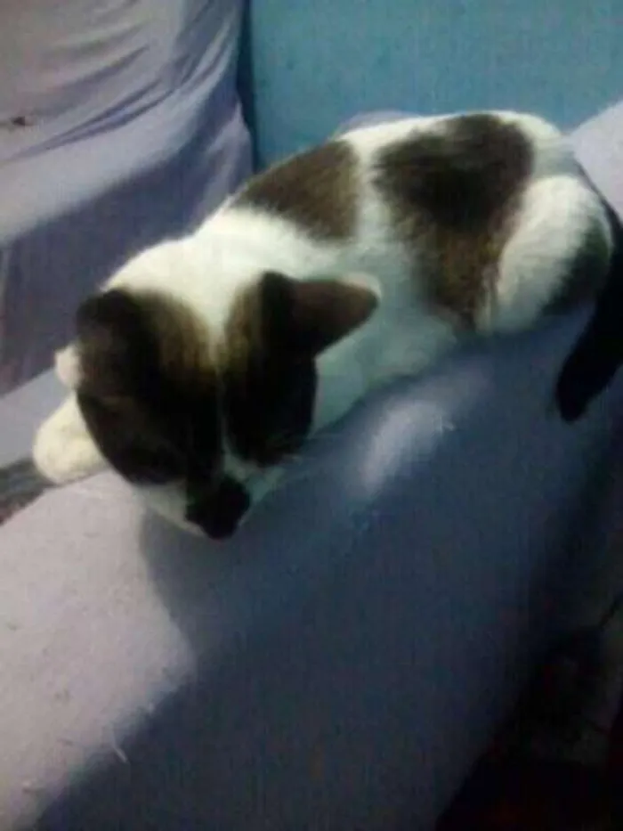 Gato ra a Pluffy idade 2 anos nome Pricesa