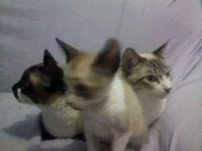 Gato ra a Pluffy idade 2 anos nome Pricesa
