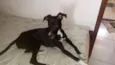 Pretinha