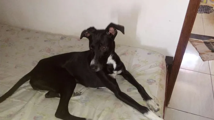Cachorro raça Fira-lata idade 7 a 11 meses nome Pretinha
