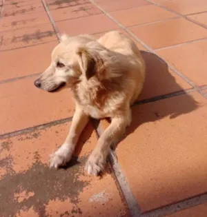 Cachorro raça Vira Lata idade 3 anos nome Nina