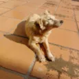 Nina