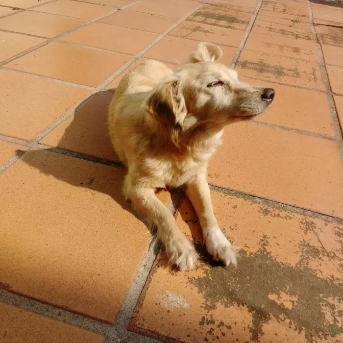 Cachorro ra a Vira Lata idade 3 anos nome Nina