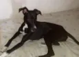 Pretinha