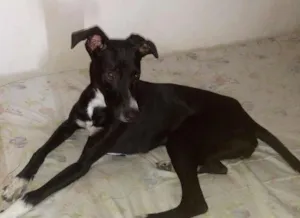Cachorro raça Fira-lata idade 7 a 11 meses nome Pretinha
