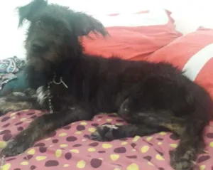 Cachorro raça SRD idade 1 ano nome Coleguinha