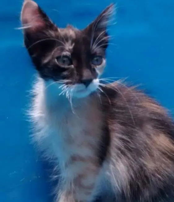 Gato ra a SDR idade 2 a 6 meses nome Cloé