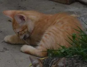 Gato raça  idade Abaixo de 2 meses nome Sem nome!