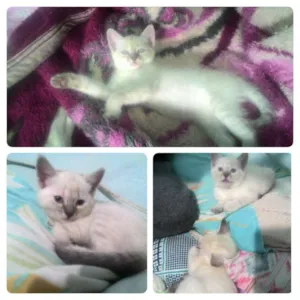 Gato raça Srd idade 2 a 6 meses nome Kali e hecate 