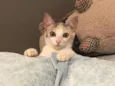 Amora
