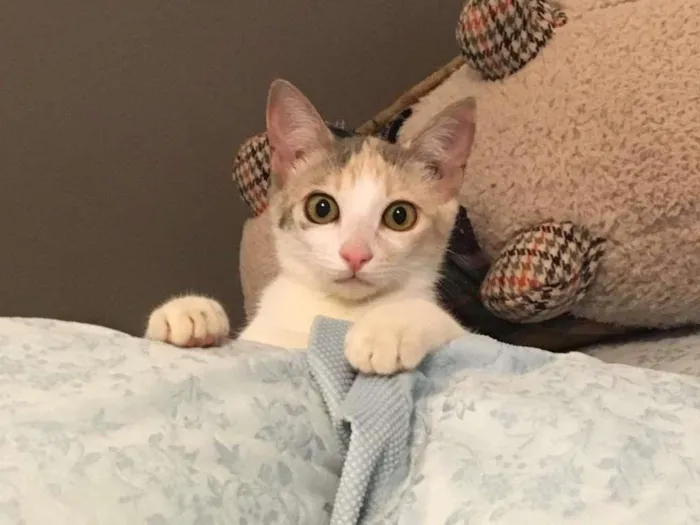 Gato ra a sem raça definida idade 2 a 6 meses nome Amora