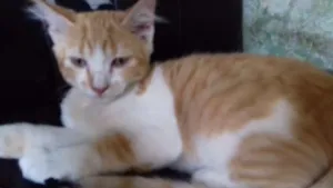 Gato raça Srd idade 2 a 6 meses nome Helo