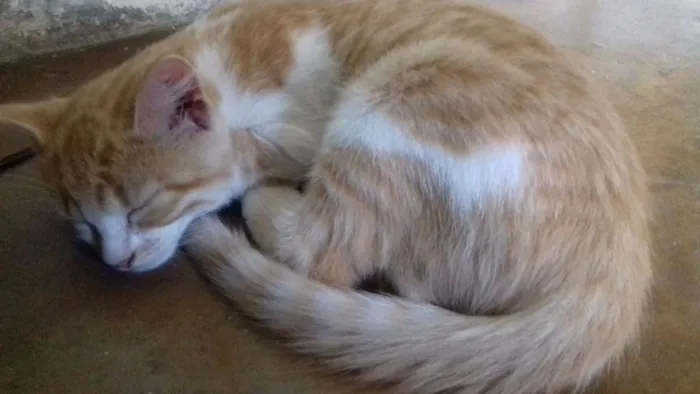 Gato ra a Srd idade 2 a 6 meses nome Helo